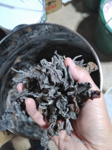 2年近く寝かした土に藁スサ